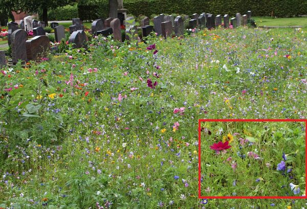 Blumenwiese, Grabsteine im Hintergrund